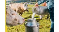 India's Dairy Dilemma