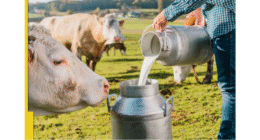 India's Dairy Dilemma