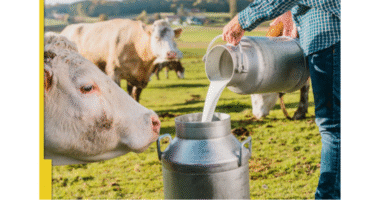 India's Dairy Dilemma