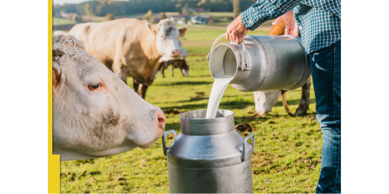 India's Dairy Dilemma